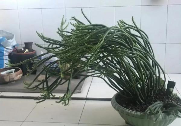 超萌多肉植物“光棍樹”有毒嗎？能養家裡嗎？種植需要注意什麼？