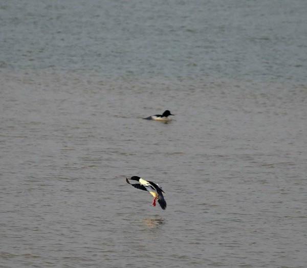 故事會｜彩色的小鴨子