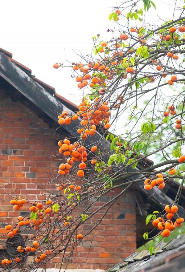 家裡有院子，就種5種“旺宅樹”，觀賞收果兩不誤，吉祥又實用