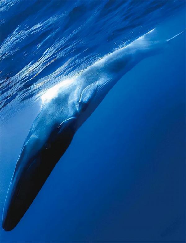 尋找世上最孤獨的鯨