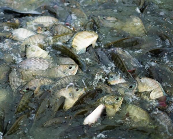 路亞臺釣二選一，你更喜歡哪一種？