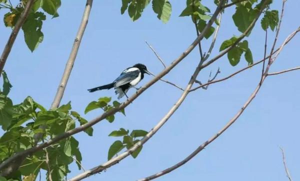 看！“鳥中大熊貓”中華秋沙鴨、“魚鷹子”銀鷗、頂冠戴翎的蜂鷹……溫榆河公園生物多樣性別有洞天！
