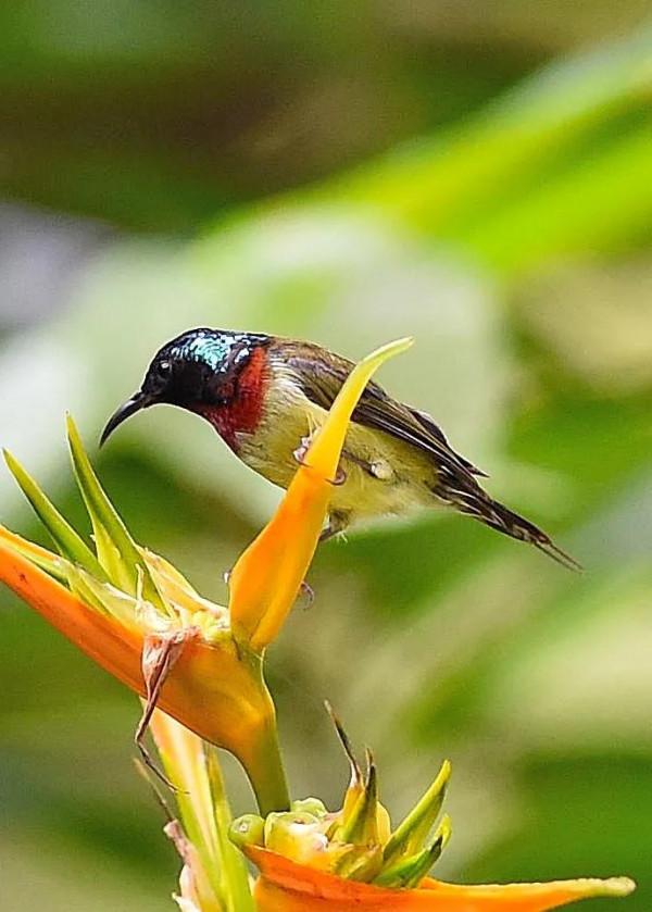 分享圖片,色彩斑斕,美麗無比的太陽鳥 分享圖片,色彩斑斕,美麗無比的太陽鳥