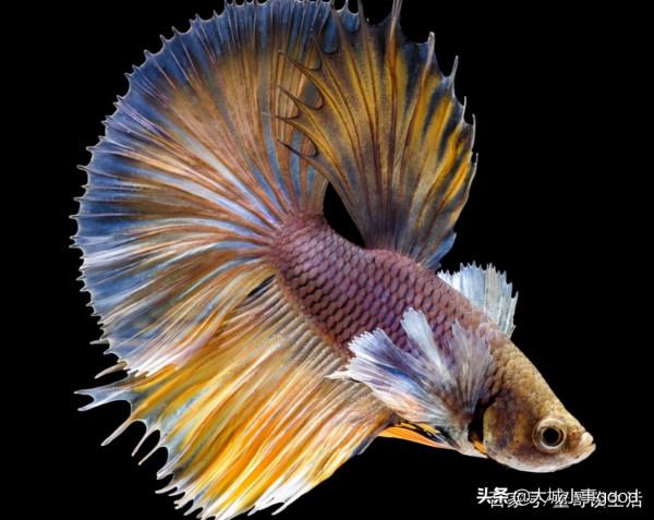 新手養魚的3個小技巧，分享給大家