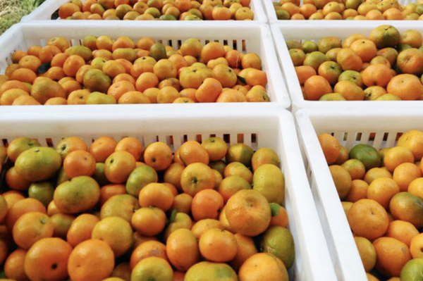 大雪前後,5種水果遇到我從不手軟,價格低水分足,好甜啊 大雪前後,5種水果遇到我從不手軟,價格低水分足,好甜啊