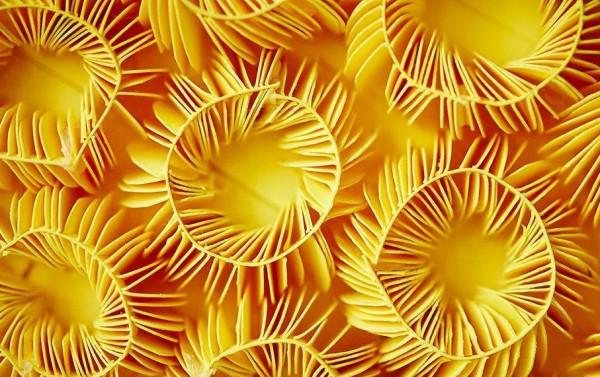 萬物皆可作，紙雕藝術的別樣美