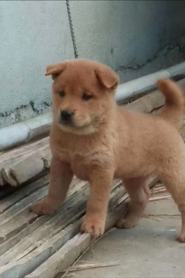 中華田園犬品種圖鑑 中華田園犬品種圖鑑