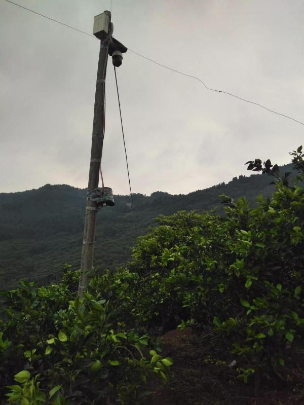 一棵枇杷樹一年產值300元,比種土豆紅苕小麥划得來 一棵枇杷樹一年產值300元,比種土豆紅苕小麥划得來