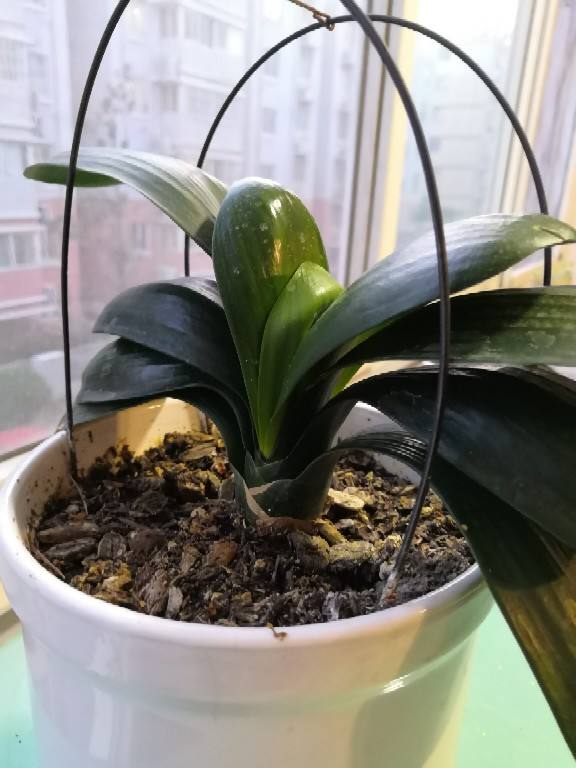 土壤板結像磚頭，4個方法學會，花卉呼吸特暢快