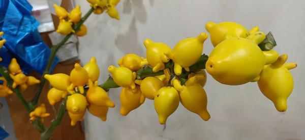 每週一花---中秋和春節必備 每週一花---中秋和春節必備