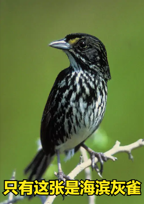 人類發展過程中的犧牲品，海濱灰雀和大海雀，是怎麼滅絕的？