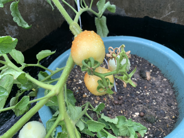 4種蔬菜種在家裡,足不出戶也能養活一家,冬天管夠 4種蔬菜種在家裡,足不出戶也能養活一家,冬天管夠