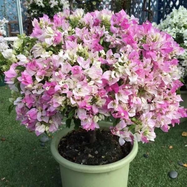 7種花有個小機關,找對位置開啟它,新芽爆滿盆 7種花有個小機關,找對位置開啟它,新芽爆滿盆