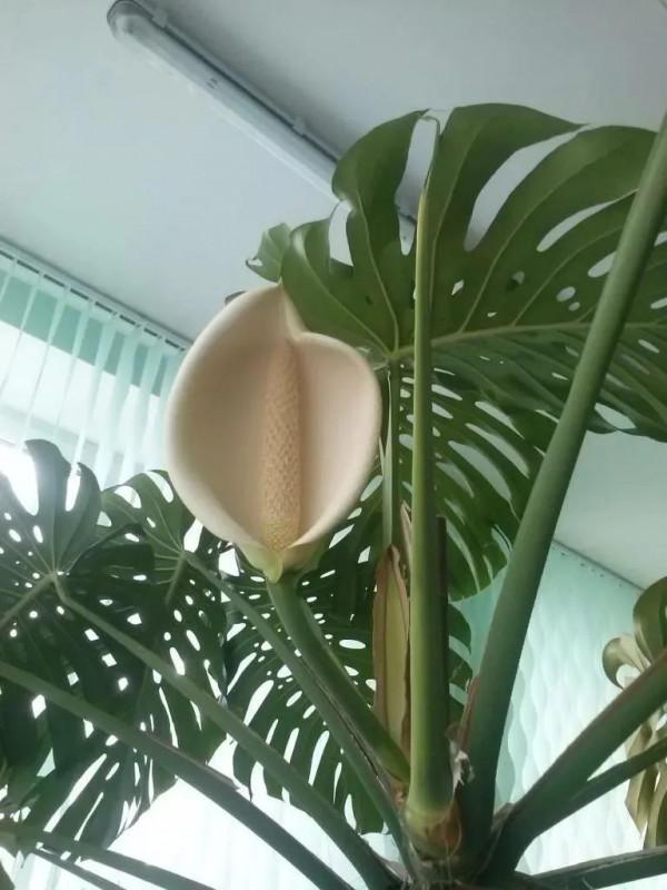 終於知道龜背竹為啥也叫“蓬萊蕉”，原來它的果實能媲美香蕉