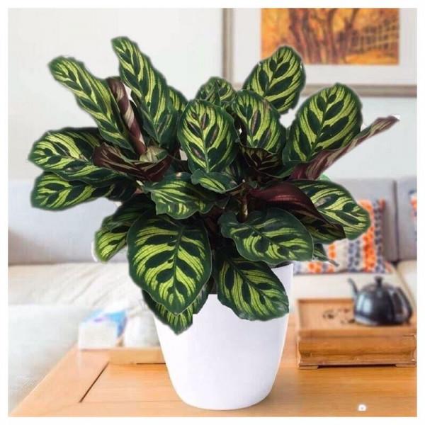 不能多曬的&OpenCurlyDoubleQuote;11種花&rdquo;，曬多了葉子就捲曲、發黃，越養越糟糕