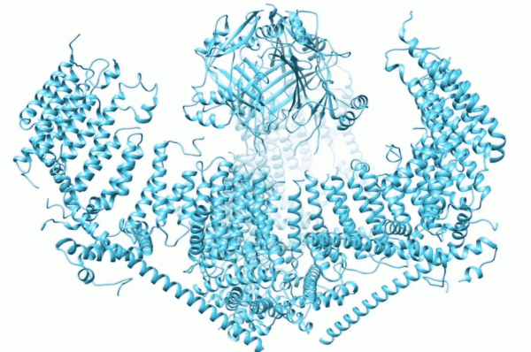 觸覺是怎麼產生的？清華大學破解諾獎成果未解之謎，登上Nature