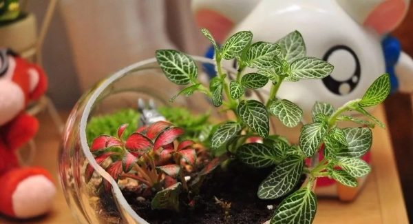 5種耐陰好養的綠植,澆點水就能活,冬天養護最適合 5種耐陰好養的綠植,澆點水就能活,冬天養護最適合