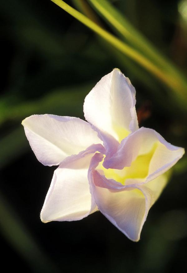 《百花集》(二百三十九) 《百花集》(二百三十九)