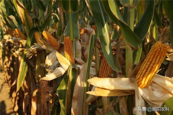 這個玉米新品種,矮稈抗病又抗倒,畝產可達2289斤 這個玉米新品種,矮稈抗病又抗倒,畝產可達2289斤
