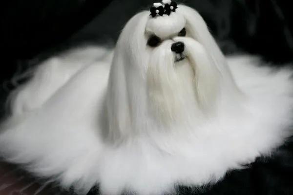 人力決定寵物行業的關鍵因素 人力決定寵物行業的關鍵因素