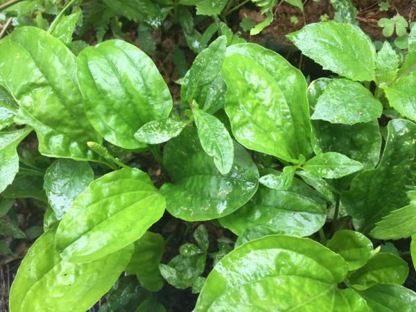 農村常見又好吃的野菜，它們既是菜，也是藥，藥食兩用價值高