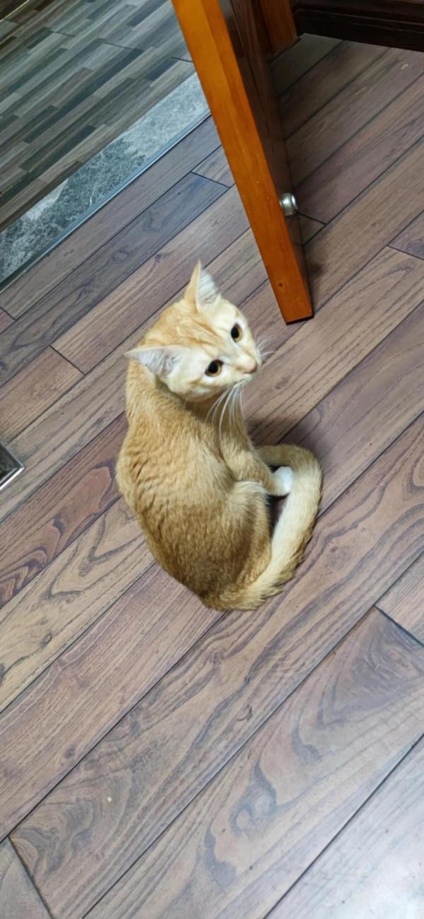 這死貓還有救嗎?瘦骨嶙峋骨瘦如柴 這死貓還有救嗎?瘦骨嶙峋骨瘦如柴