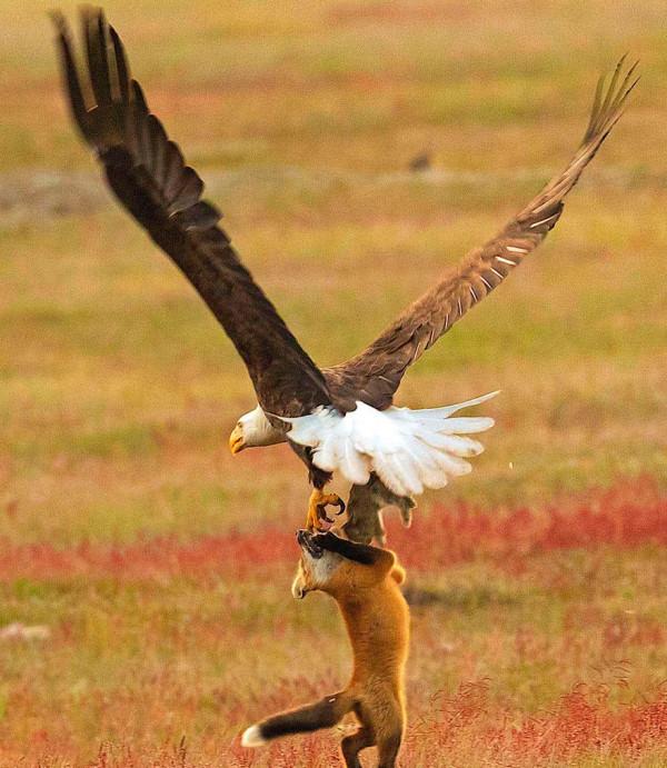 鷹跟雕原來存在這些區別,看完文章你就能分辨了 鷹跟雕原來存在這些區別,看完文章你就能分辨了
