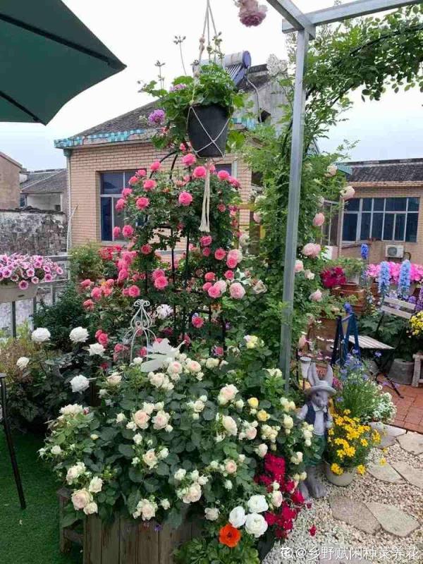 有這4個特點的院子,不拿來養花,簡直就是浪費 有這4個特點的院子,不拿來養花,簡直就是浪費