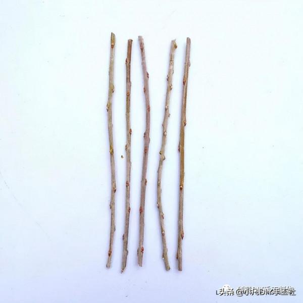 枯枝創意改造,獨一無二的天然美 枯枝創意改造,獨一無二的天然美