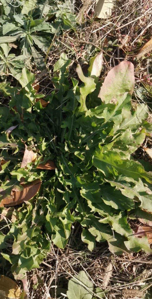 充滿家鄉味的8種野菜,每次回老家,老媽都端一盆上桌蘸醬 充滿家鄉味的8種野菜,每次回老家,老媽都端一盆上桌蘸醬