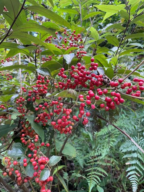 看，這就是深藏在貴州深山布依族村寨生活中的好滋味