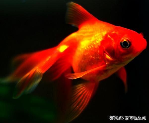 新手養魚的3個小技巧，分享給大家