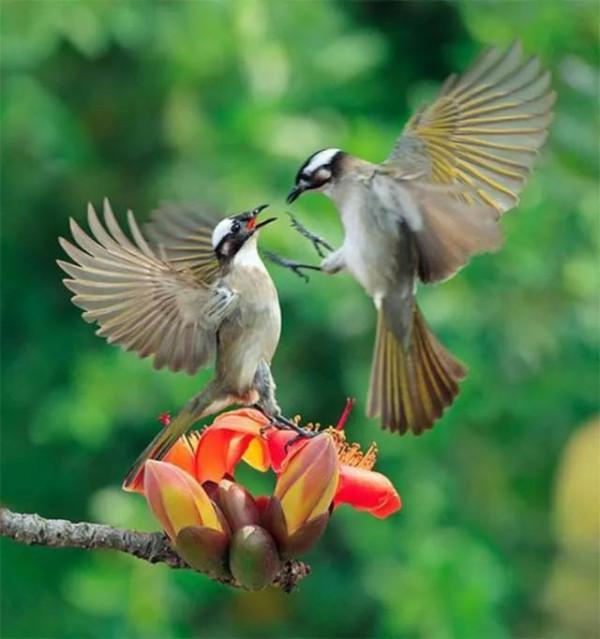 分享&mdash;&mdash;天生麗質的鳥兒