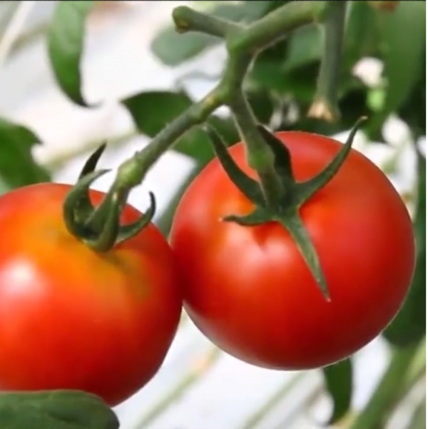 日本教授薄膜上種菜是傳統蔬菜產量6倍,放90℃熱水溶解,有前景 日本教授薄膜上種菜是傳統蔬菜產量6倍,放90℃熱水溶解,有前景