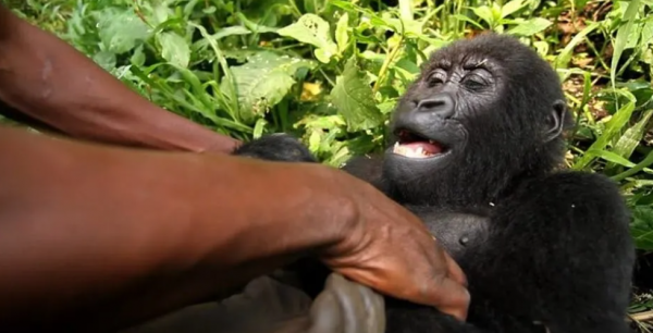 全世界最會凹造型的大猩猩，被“奶爸”呵護14年後，還是去世了