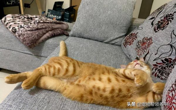 橘貓超級警惕,主人一著急竟直接抱著貓砂盆去醫院,搞笑又心酸 橘貓超級警惕,主人一著急竟直接抱著貓砂盆去醫院,搞笑又心酸