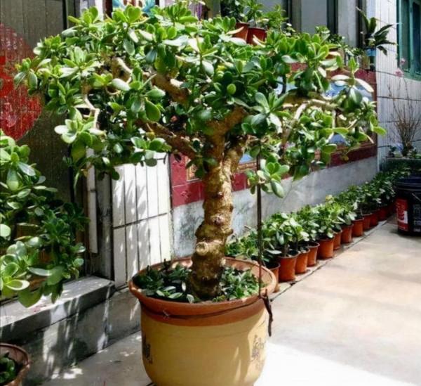 七大“美麗花”,冷天不能多澆水,多曬“少管”更健壯 七大“美麗花”,冷天不能多澆水,多曬“少管”更健壯