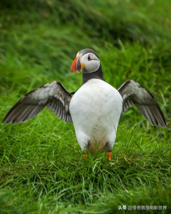 &OpenCurlyDoubleQuote;世界上最孤獨的房子&rdquo;：冰島埃德利扎島狩獵小屋的歷史與真相