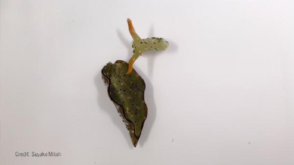 離家出走的斷肢，還能再找回來嗎？