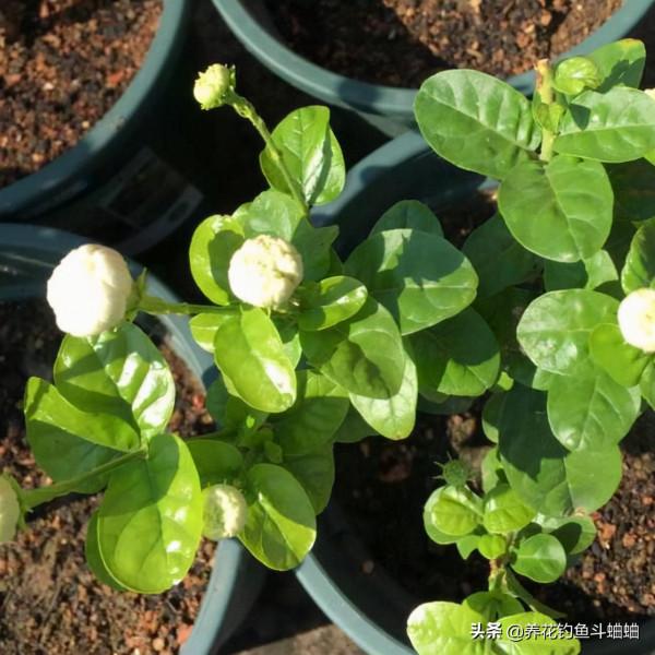 適合新手的茉莉花,滿足三個習性,蹭蹭冒芽,一整年都能開花 適合新手的茉莉花,滿足三個習性,蹭蹭冒芽,一整年都能開花