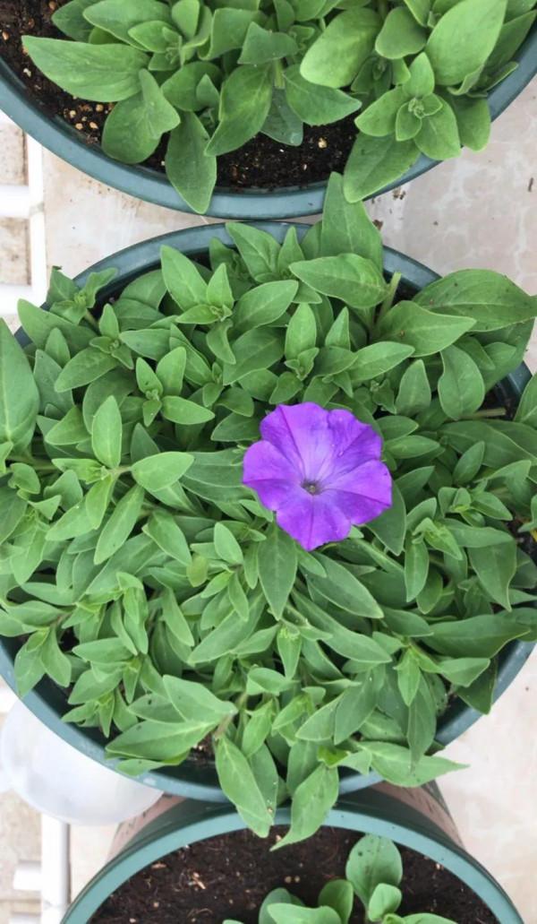 矮牽牛花，要想開花爆盆，就要大剪大修，有舍才有得