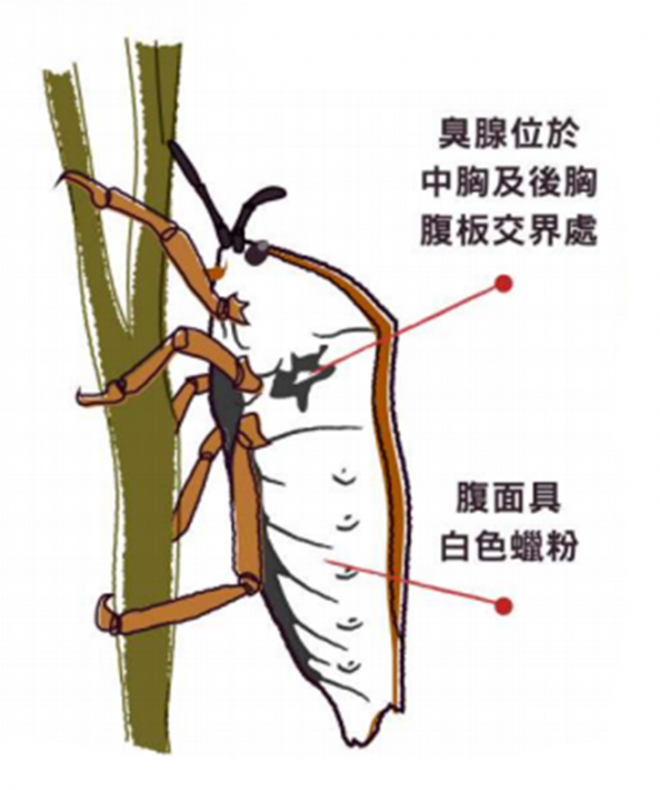 幾百塊錢一斤?俄羅斯遭大規模“臭屁蟲”入侵!網友:味道不錯 幾百塊錢一斤?俄羅斯遭大規模“臭屁蟲”入侵!網友:味道不錯