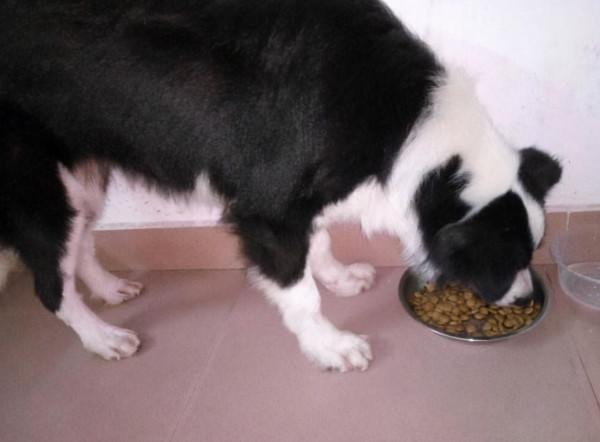 邊牧吃什麼狗糧比較好？