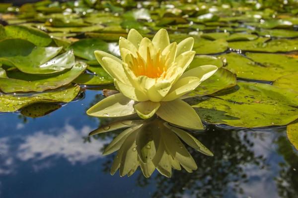 如蓮一般，堅守本真，淡看浮華&period;&period;&period;&period;&period;&period;