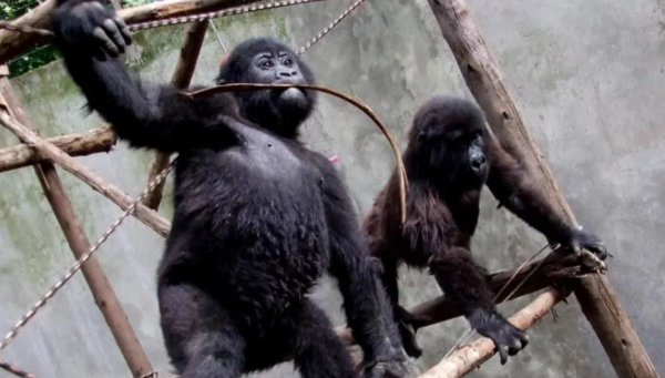 全世界最會凹造型的大猩猩，被“奶爸”呵護14年後，還是去世了