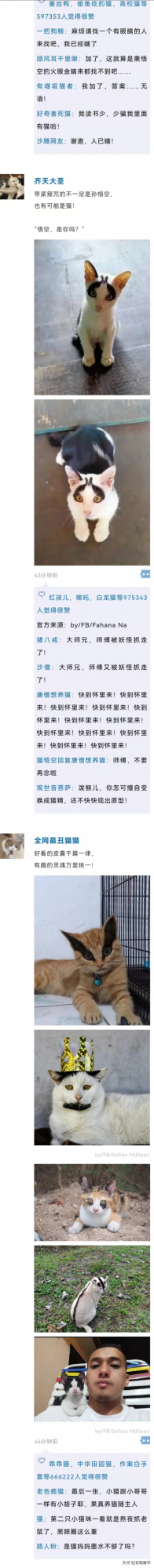 把貓P成玲娜貝兒，有億點點醜…（內附醜圖）