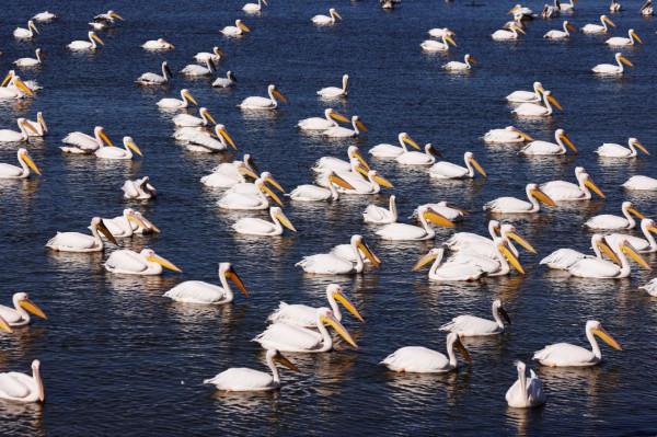 白鵜鶘遷徙 白鵜鶘遷徙