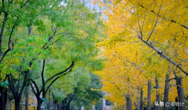 沒有人捨得在秋天離開北京 沒有人捨得在秋天離開北京