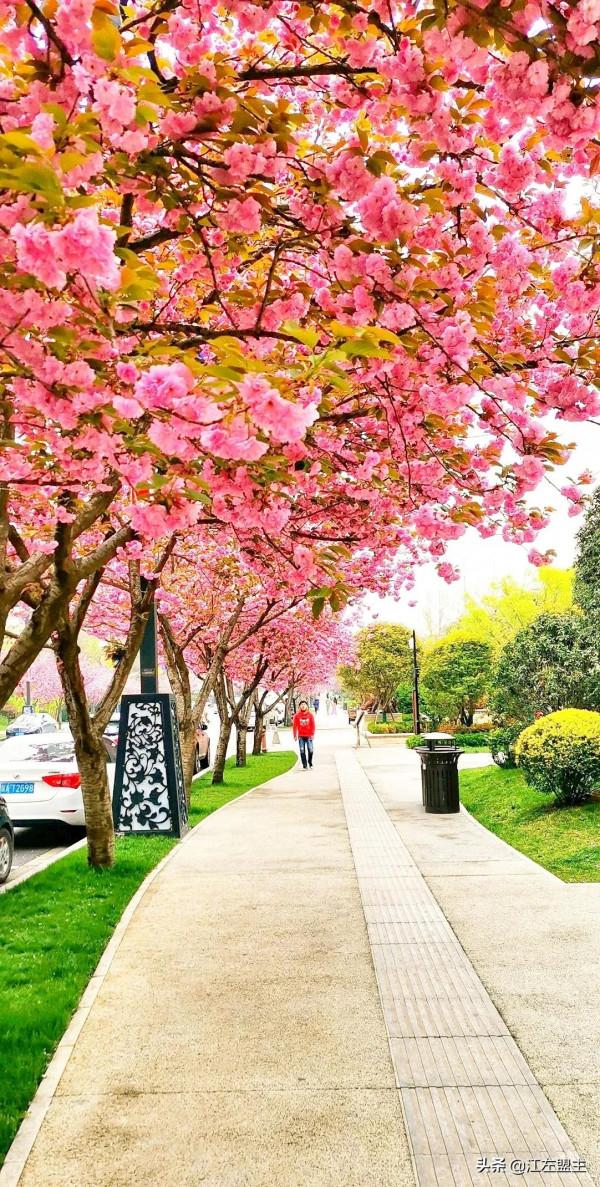 期待春天來了的時候，和你一日看盡長安花