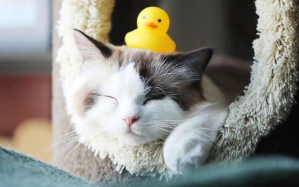 會撒嬌的人好命,但就是學不會撒嬌的星座,性格直得像鋼鐵 會撒嬌的人好命,但就是學不會撒嬌的星座,性格直得像鋼鐵